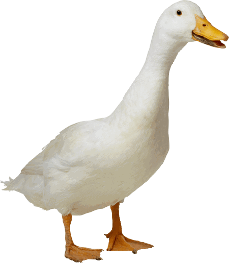duck in tamil