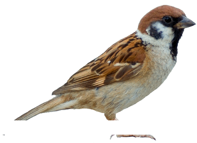 Sparrow in tamil for learning