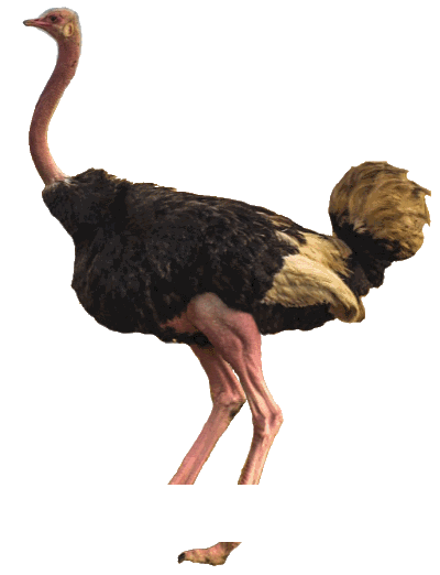 Ostrich in easy tamil